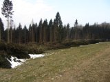 Orkantief Friederike  - Fuerstenberg-Delliehausen  (2)